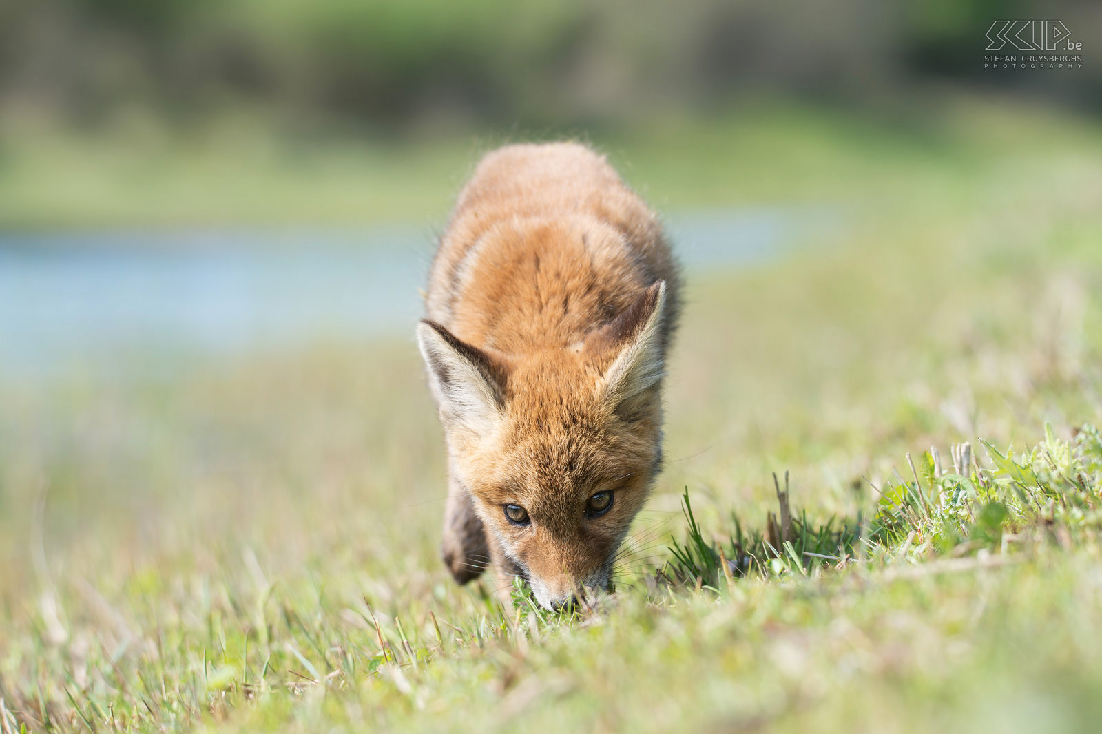 Fox cub Red fox kits begin to leave their dens and experiment with solid food brought by their parents at the age of 3–4 weeks. They reach adult proportions at the age of 6–7 months and then they go their own way. Stefan Cruysberghs